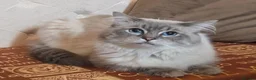 Ragdoll cats for stud: *Stud* gccf & tica registered Blue tabby point  - Advert 2