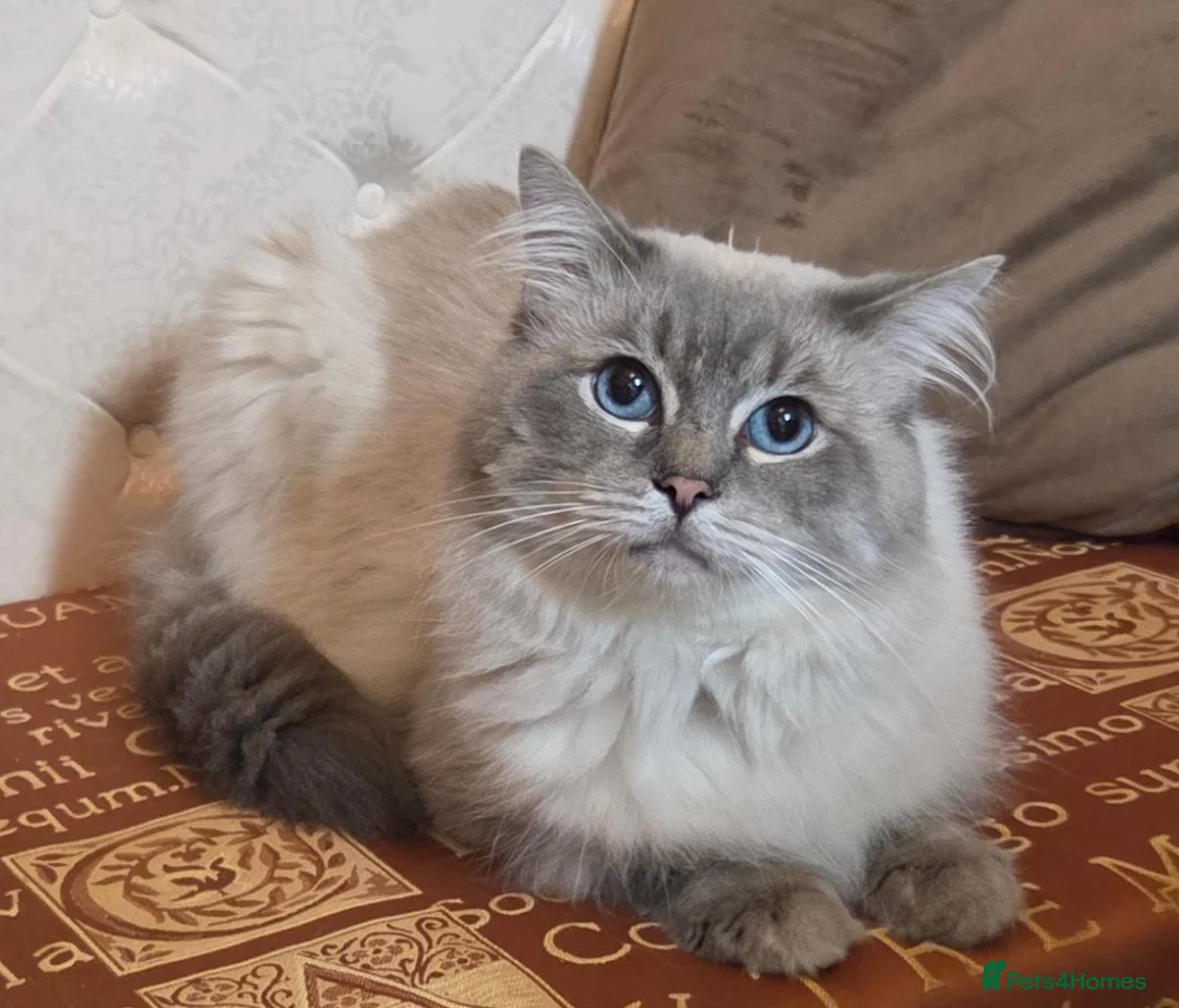 Ragdoll cats for stud: *Stud* gccf & tica registered Blue tabby point  - Advert 2