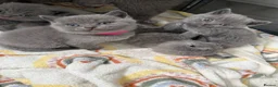 British Shorthair cats for sale: British shorthair kittens - Advert 14