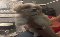 Mixed Breed dogs for sale: Chorkie-apso puppies  - Advert 36