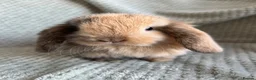 Mini Lop rabbits for sale: Mini lop babies  - Advert 9