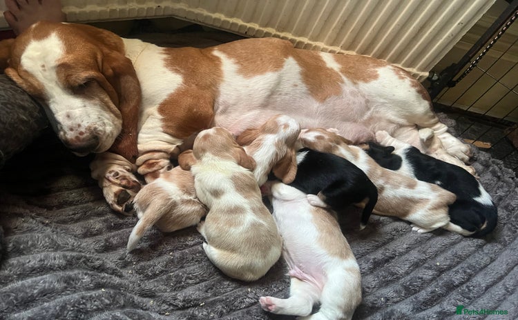 Basset Hound dogs - Advert 1