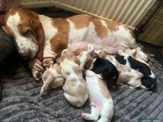 Basset Hound dogs - Advert 5