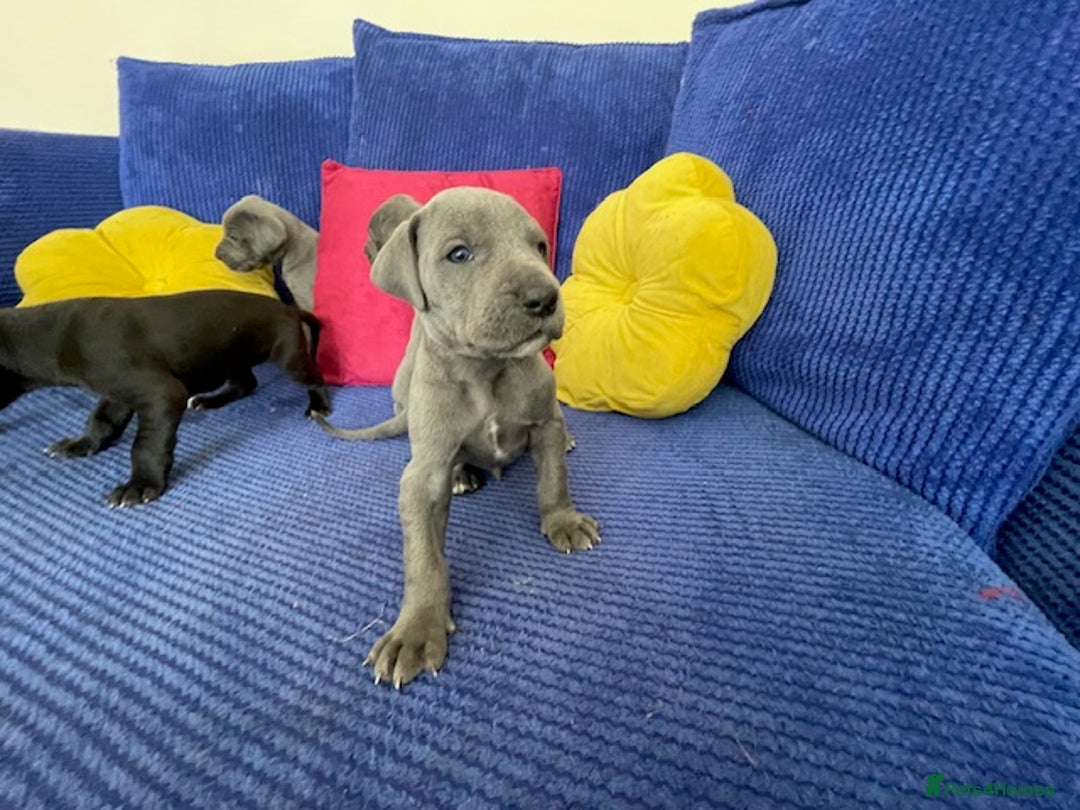Great Dane dogs for sale: KC registered Great Danes  blues & black - Image 10