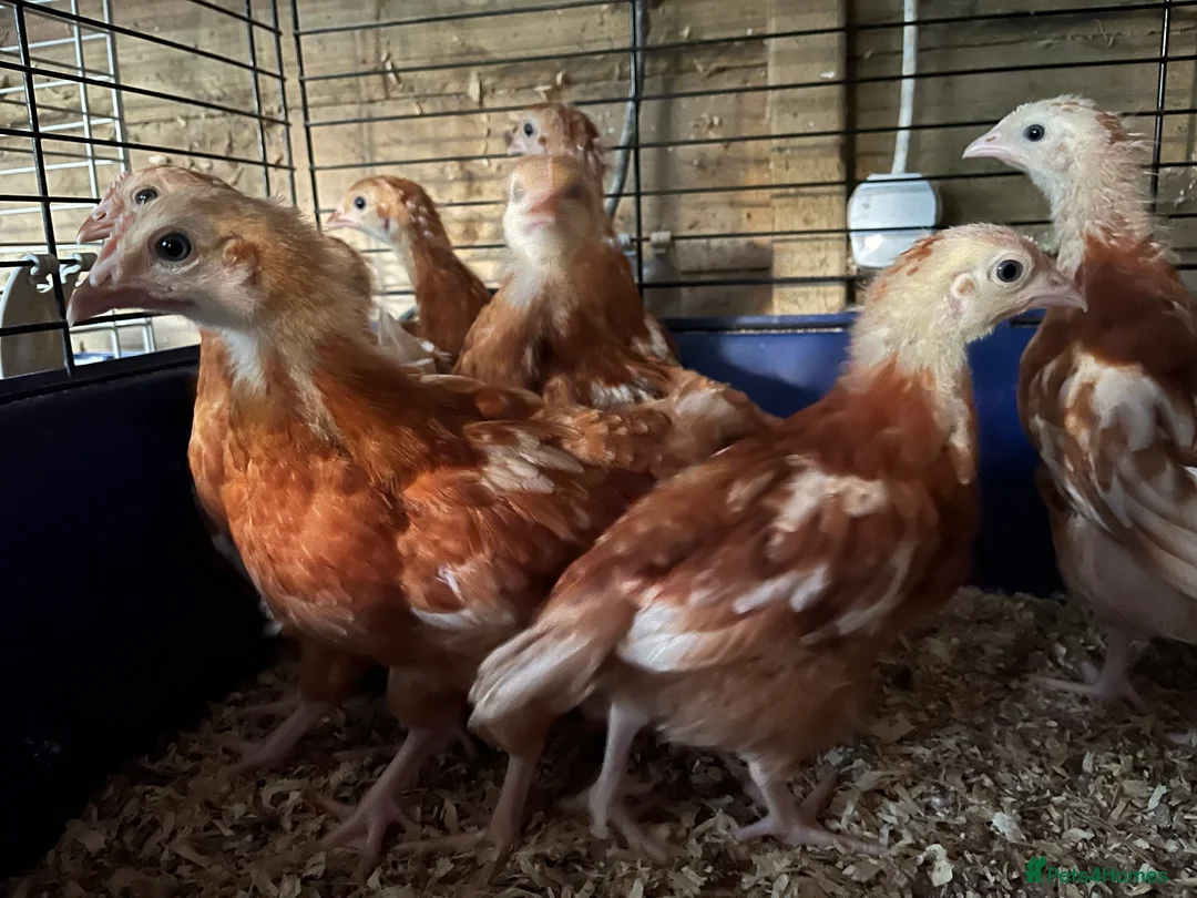 Chickens poultry for sale: Warren Hens for sale  - Advert 2