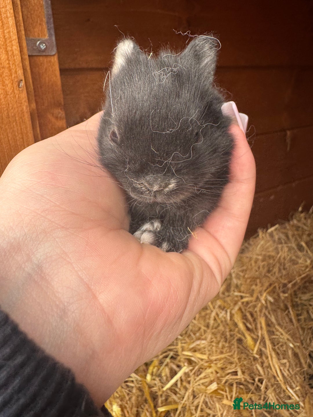 Netherland Dwarf rabbits for sale: Netherland dewarfs, ready to leave in 6 weeks  - Image 13