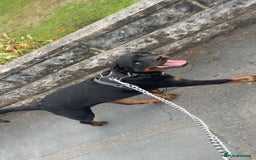 Rottweiler dogs for sale: Rottweiler Cali - Image 2