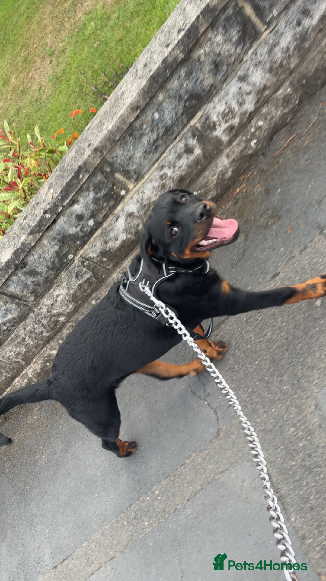 Rottweiler dogs for sale: Rottweiler Cali - Image 2