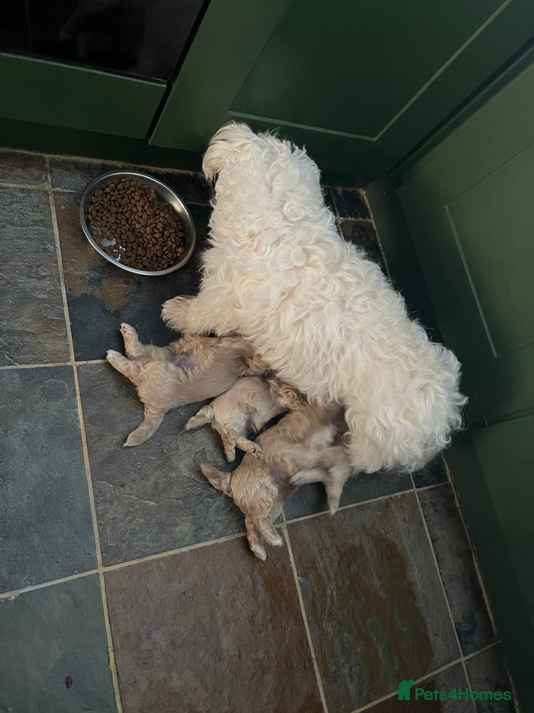 Maltipoo dogs for sale: ❤️XS TOY MALTIPOOS❤️ - Image 29