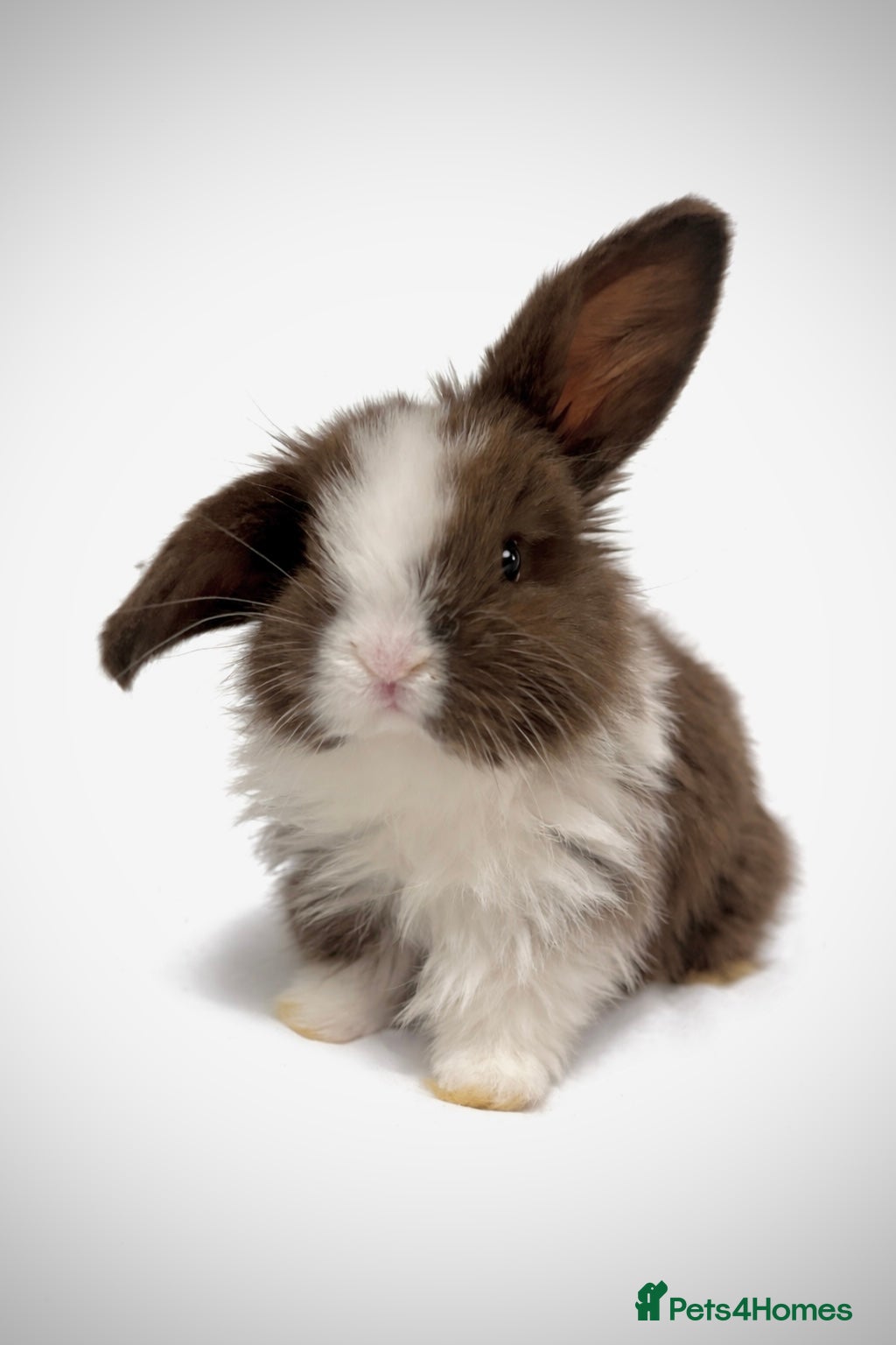 Mini Lop rabbits Beautiful pure mini lops - Advert 1