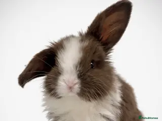 Mini Lop rabbits Beautiful pure mini lops - Advert 1