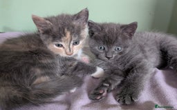 Mixed Breed cats for sale: Beautiful kittens - Image 9
