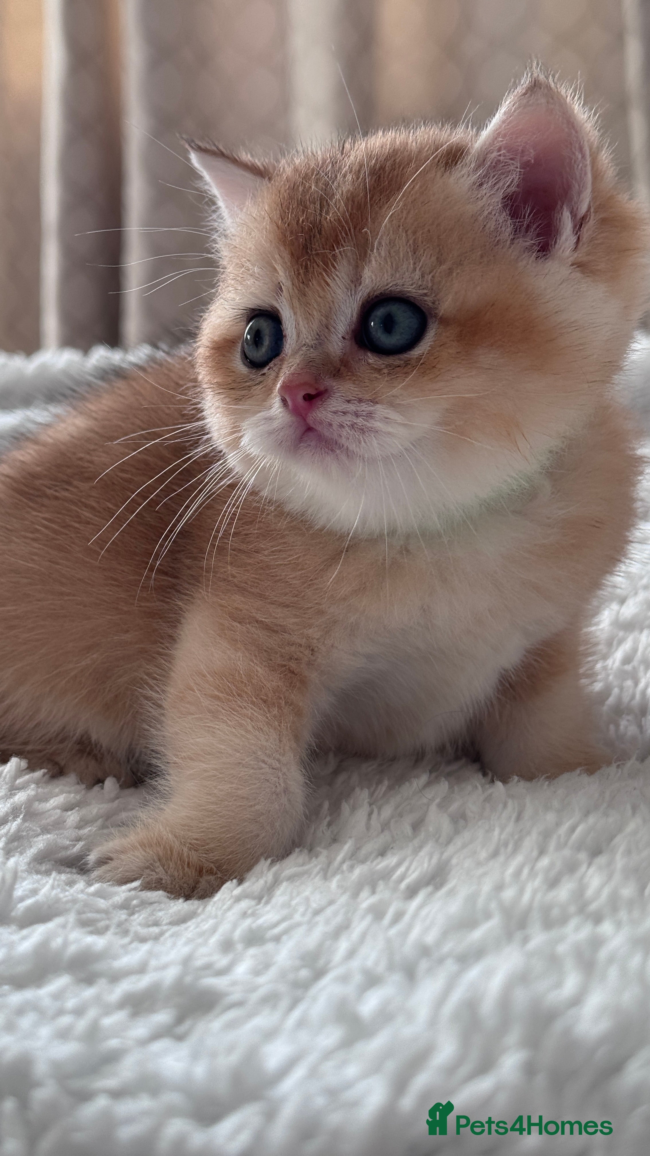 British Shorthair cats Adorable GCCF BSH BY12 NY12Chocolate Gold kittens  - Advert 1