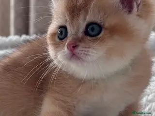 British Shorthair cats Adorable GCCF BSH BY12 NY12Chocolate Gold kittens - Advert 1