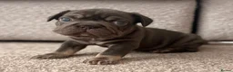 French Bulldog dogs for sale: ❤️READY TO LEAVE French-bulldog puppies ❤️ - Advert 11