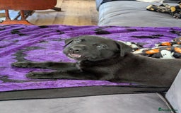 Mixed Breed dogs for sale: Looking for a forever home! - Image 2