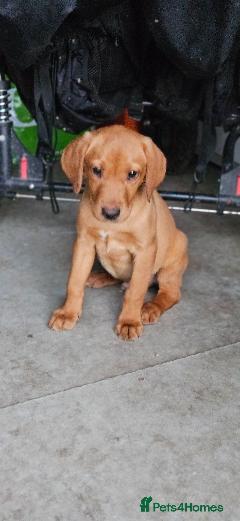 Labrador Retriever dogs Beautiful Labrador Puppies Available now - Advert 6