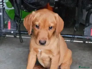 Labrador Retriever dogs Beautiful Labrador Puppies Available now - Advert 6