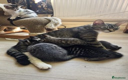 Mixed Breed cats for sale: 4 beautiful kittens for sale  - Image 13