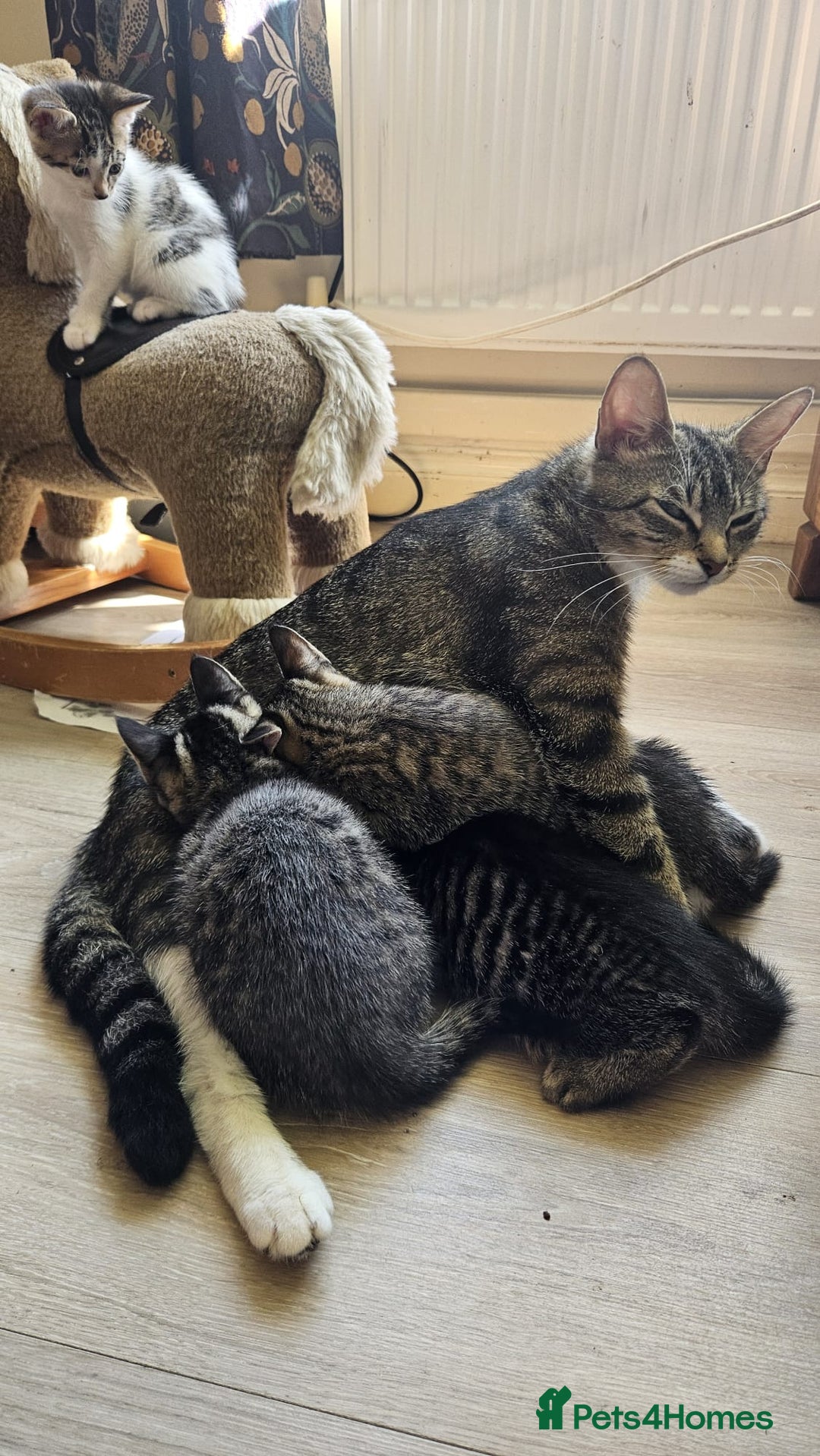 Mixed Breed cats for sale: 4 beautiful kittens for sale  - Image 13