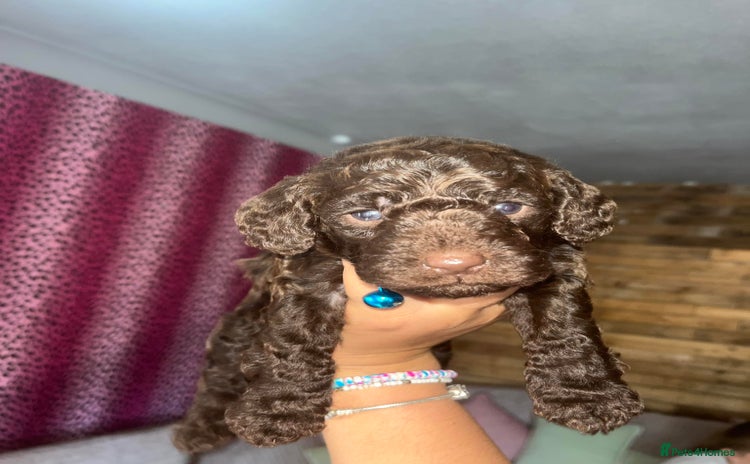 Cockapoo dogs - Advert 8