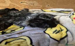 Guinea Pig rodents for sale: Pair of Bonded Baby Male Guinea Pigs For Sale  - Image 1