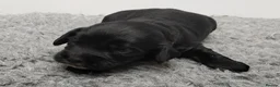 Cocker Spaniel dogs for sale: Kc registered working cocker spaniel. - Advert 4