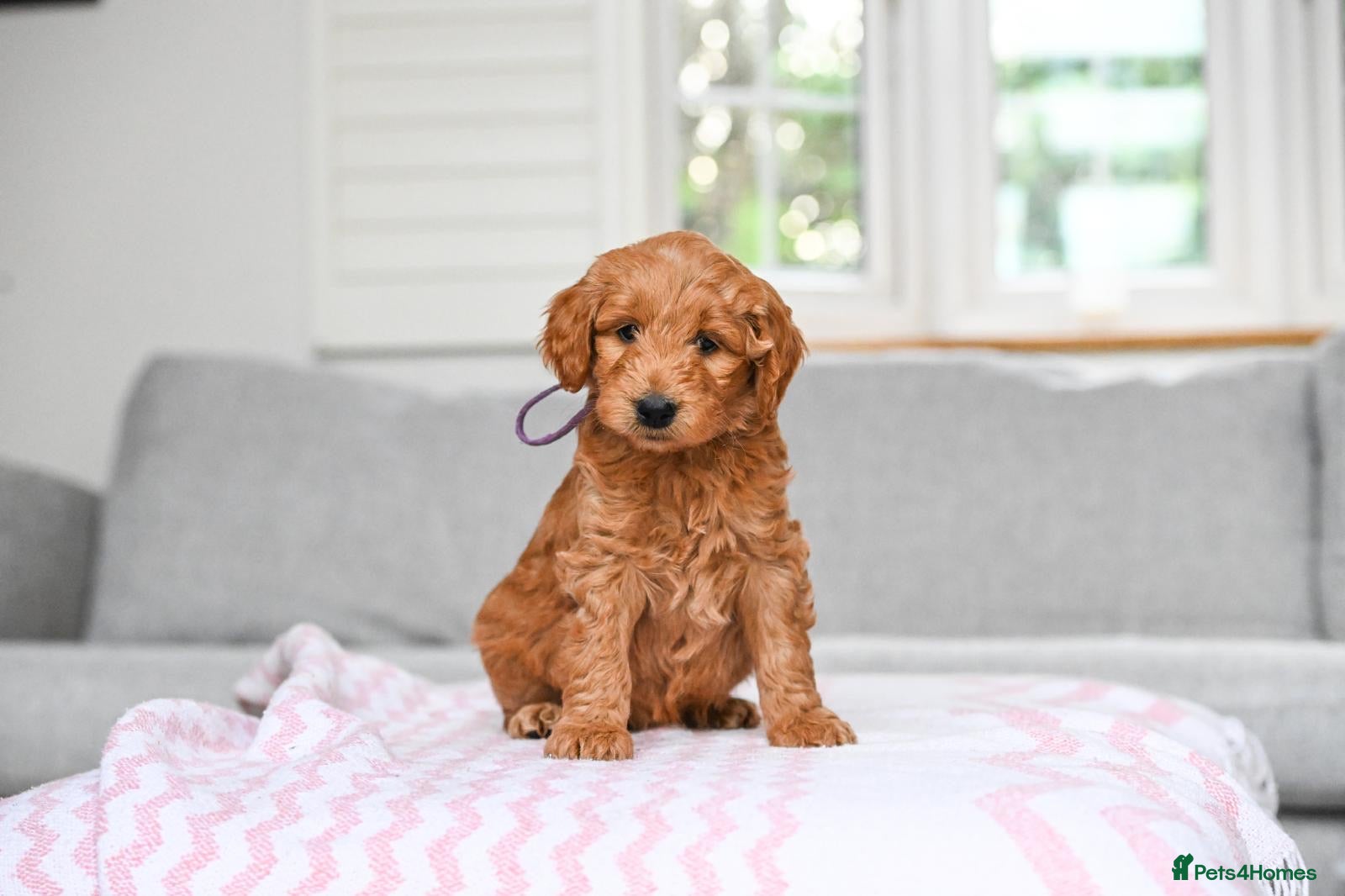 Mini Goldendoodle dogs *Ready for homes Easter * Only a few available  - Advert 1