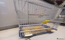 Budgerigars birds for sale: Bird and cage - Image 4