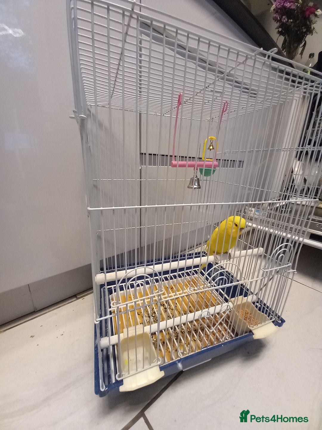 Budgerigars birds for sale: Bird and cage - Image 4