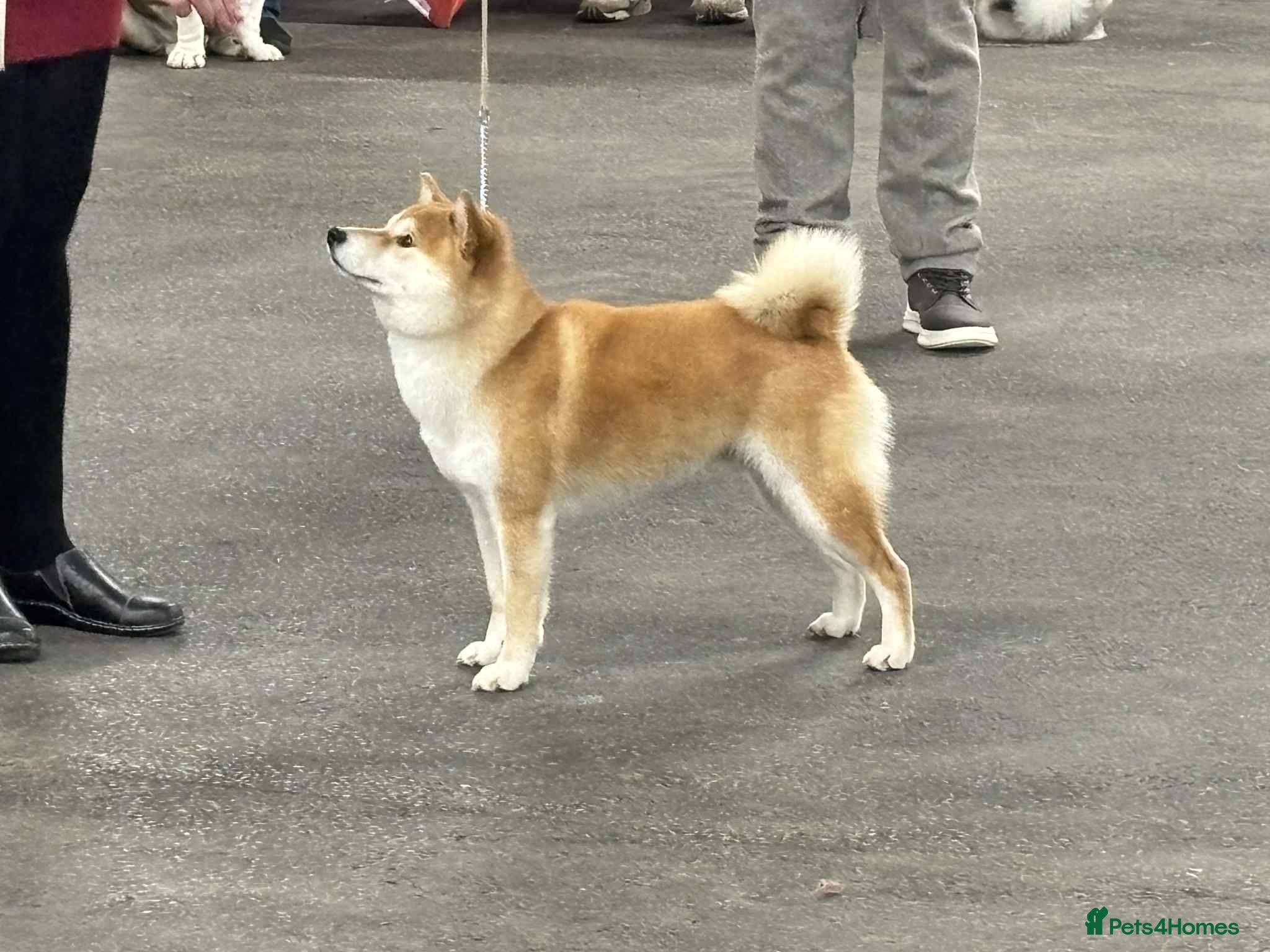 Japanese Shiba Inu dogs Champion bloodline health Japanese Shiba Inu stud - Advert 1