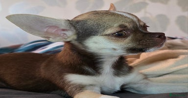 Chihuahua dogs in Basildon - Advert 11