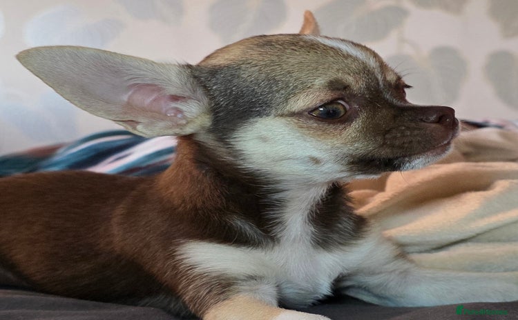 Chihuahua dogs in Basildon - Advert 7