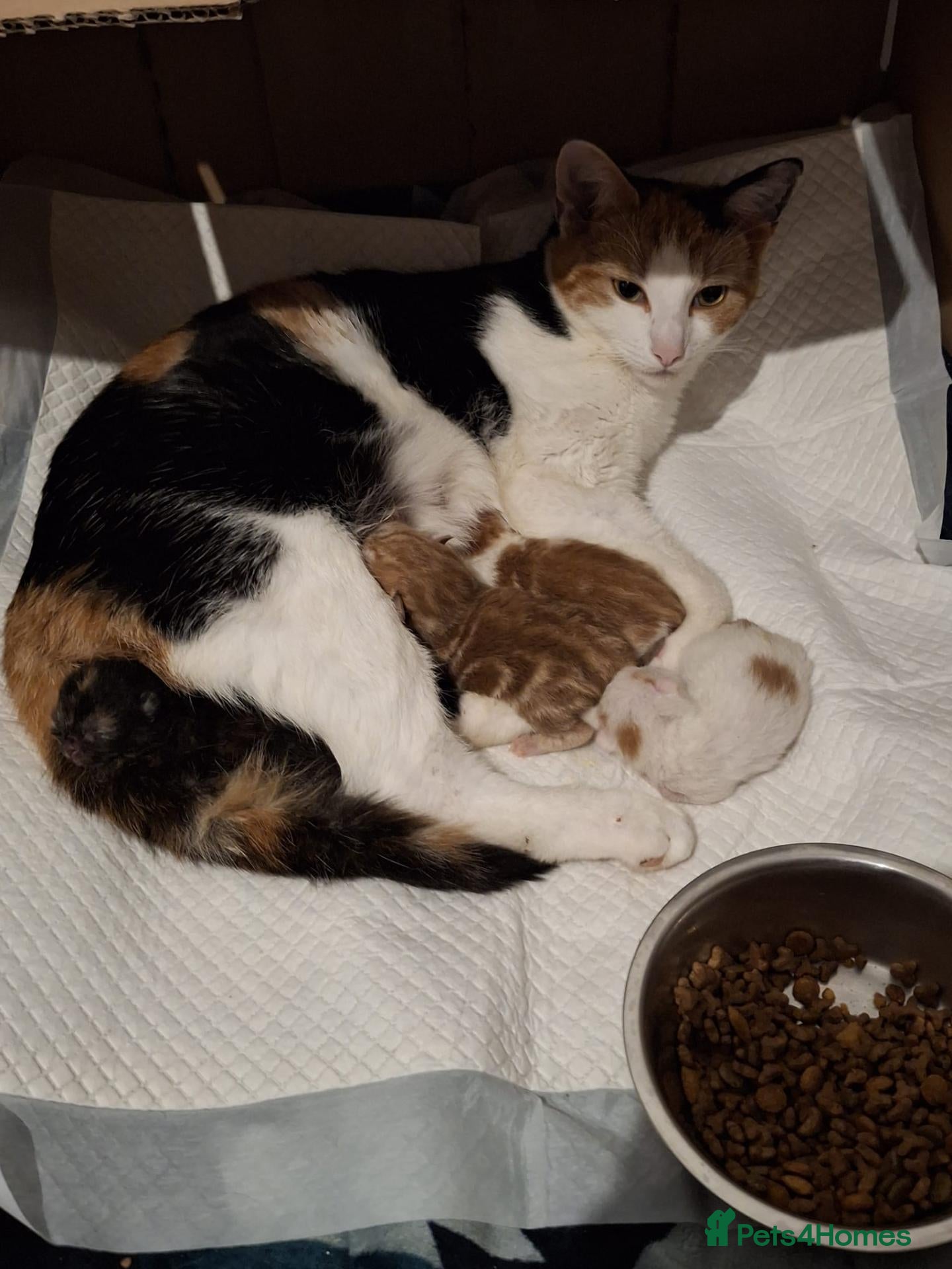 British Shorthair cats Beautiful kittens for sale! - Advert 2