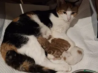 British Shorthair cats Beautiful kittens for sale! - Advert 8