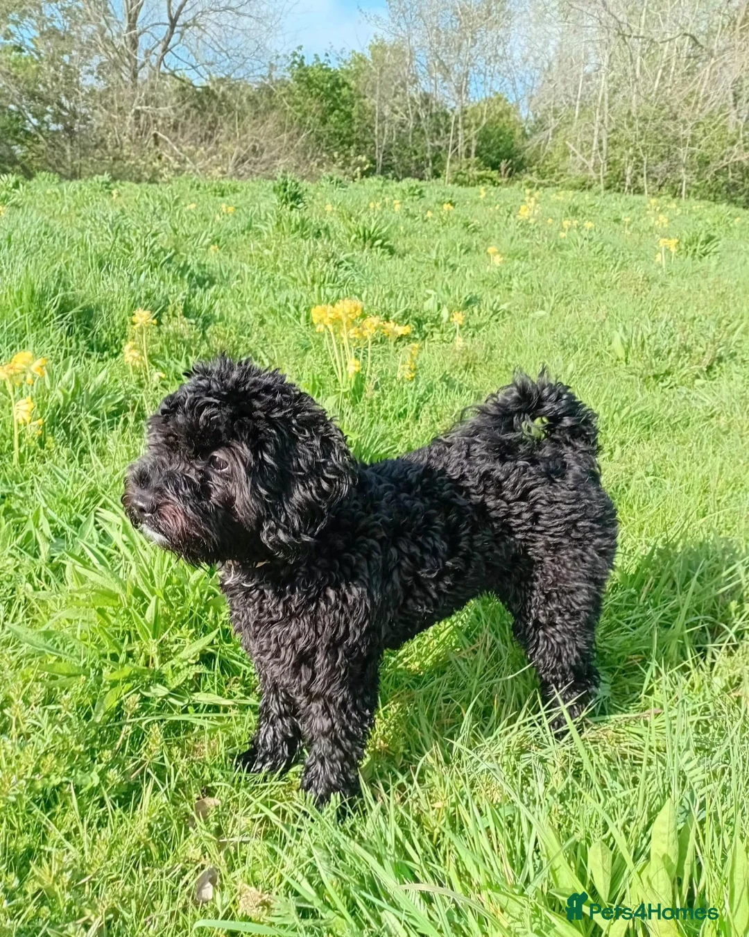 Cockapoo dogs for sale: Cockapoo Minature in Solihull - Advert 4