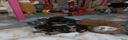 Yorkshire Terrier dogs for sale: Fearless Spirit, Affectionate Heart — Yorkies  in Sunderland - Advert 5