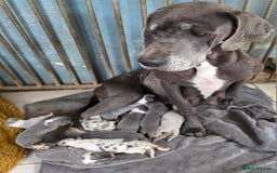 Great Dane dogs for sale: Great dane puppies for sale  - Image 7