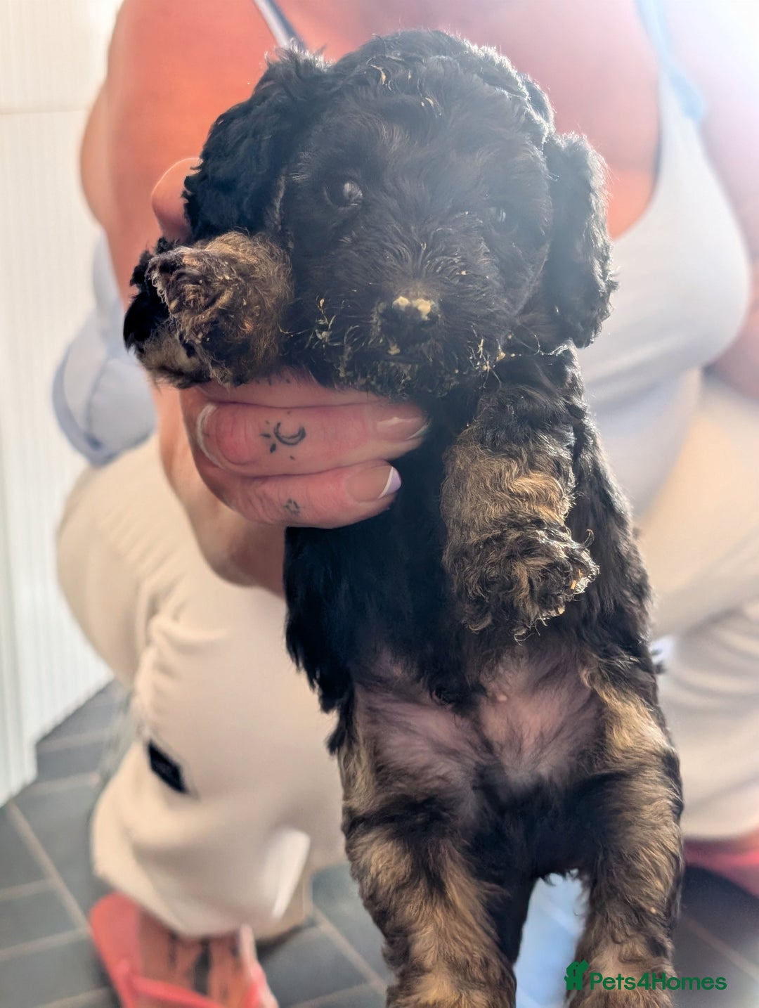 Mixed Breed dogs for sale: Miniature toy poodles  - Image 1