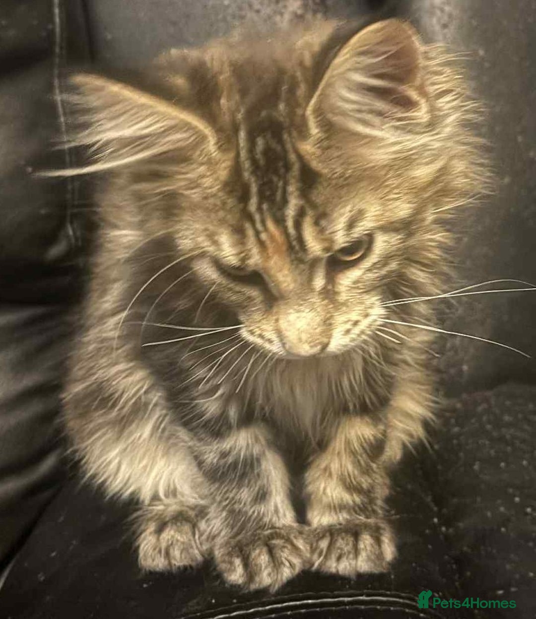 Maine Coon cats for sale: 2 X Female Tabby pure bred Maine Coon kittens  - Image 2