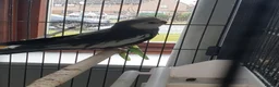 Cockatiels birds for sale: Birds in Carlisle - Advert 3