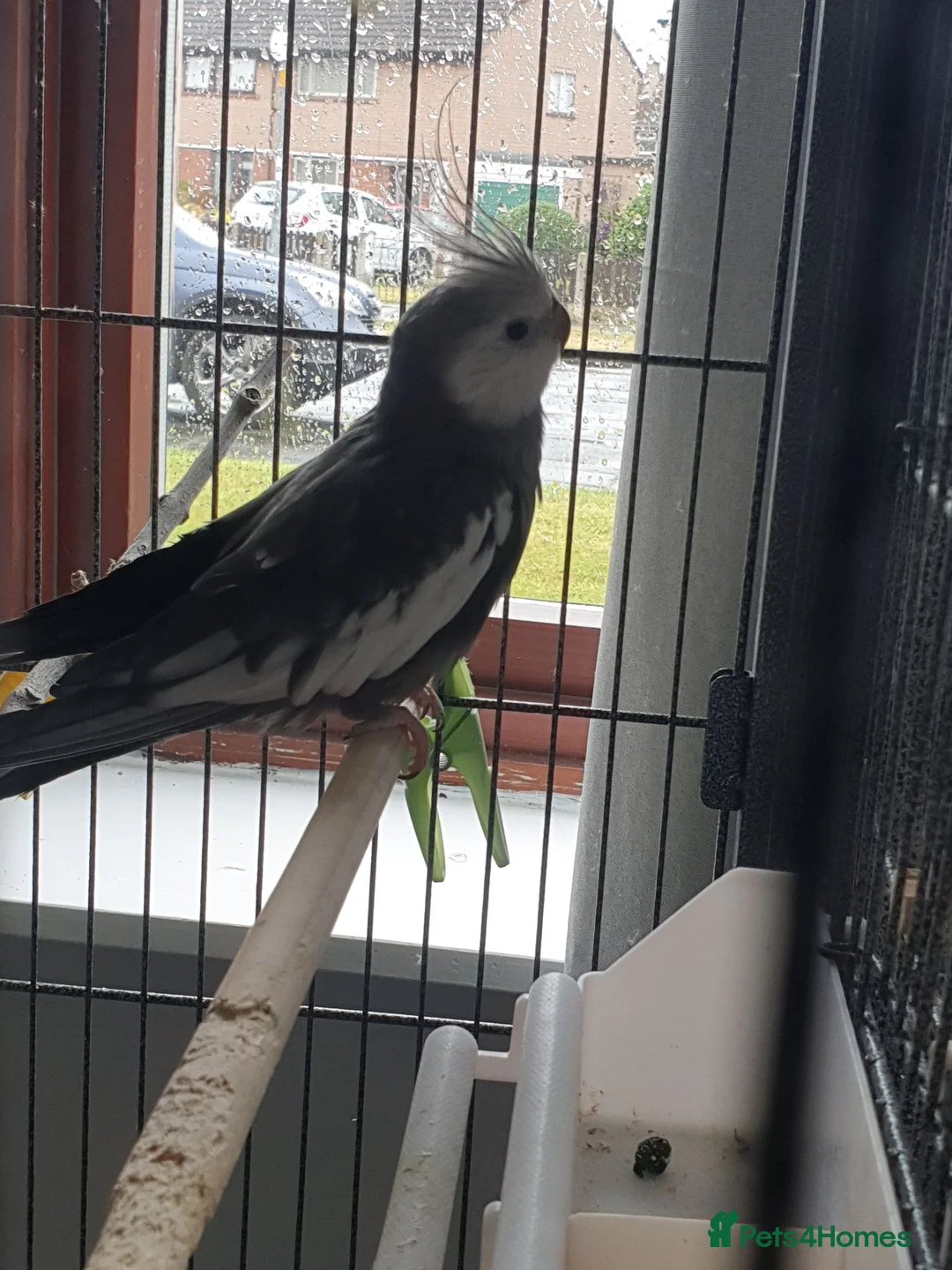 Cockatiels birds for sale: Birds in Carlisle - Advert 3