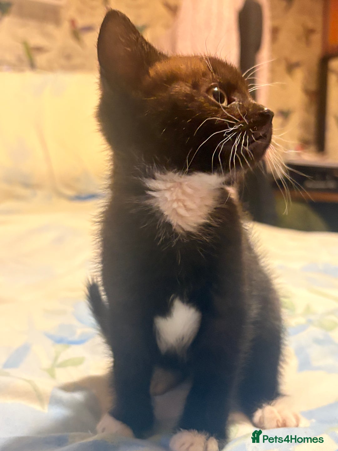 Mixed Breed cats for sale: 3 Stunning Kittens Ready to Go! - Advert 6