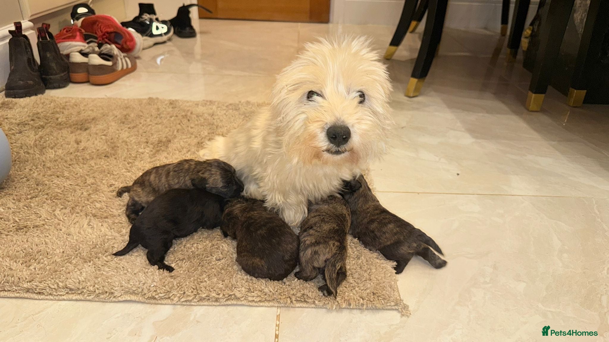 Westiepoo dogs Westiepoo west highland terrier x Toy poodle - Advert 2