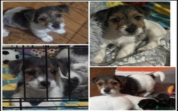 Mixed Breed dogs for sale: 1 Girl Jack Russell x Yorkshire Terrier Puppies - Image 7