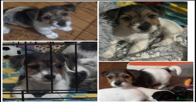 Mixed Breed dogs - Advert 12