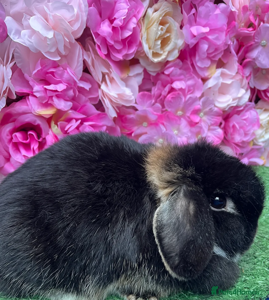 Mini Lop rabbits for sale: Mini lops ready now - Advert 2