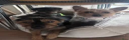 Yorkshire Terrier dogs for sale: Adorable Yorkshire Terrier Puppy Ready for Love - Advert 11