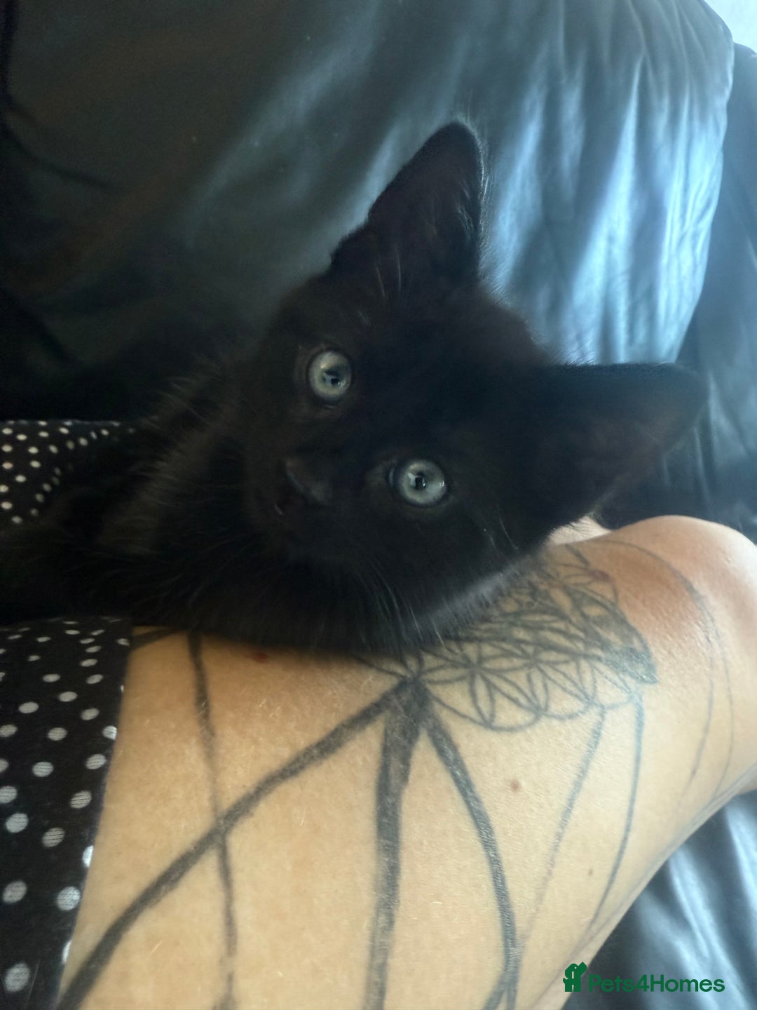 Domestic Shorthair cats for sale: X2 tabby X1 black  - Image 3