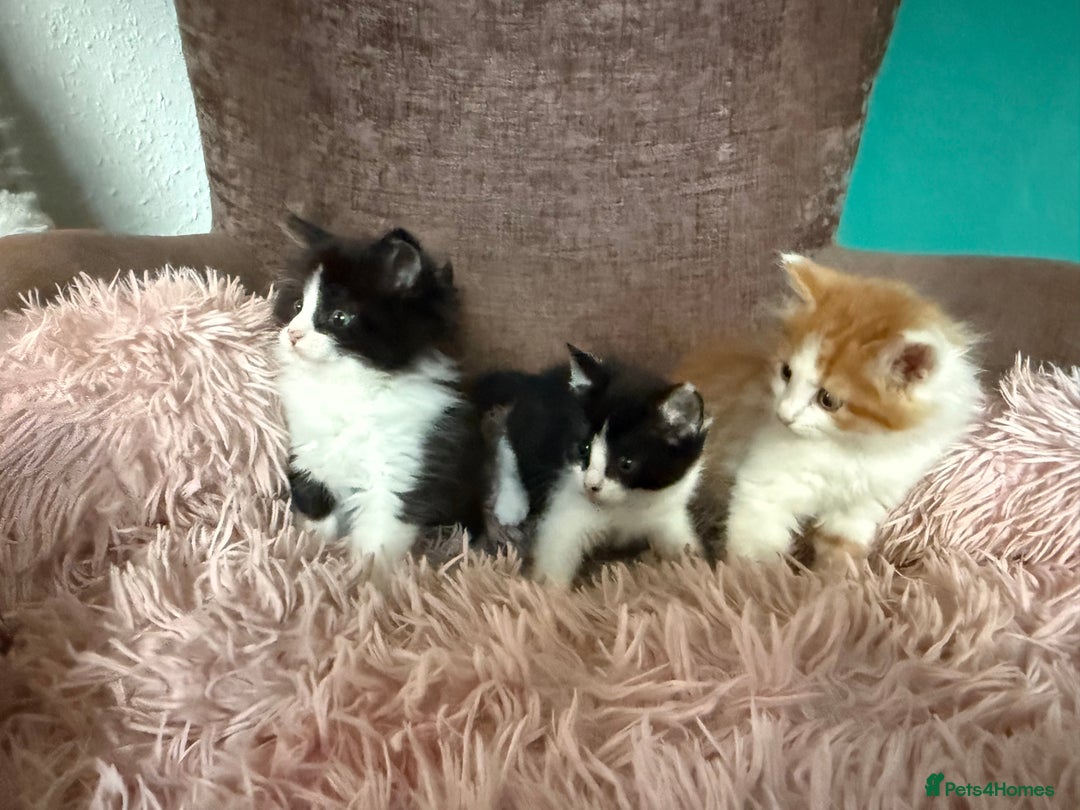 Mixed Breed cats for sale: Gorgeous long hair kitten 🧡🖤 - Advert 8